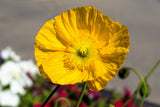20 Yellow WELSH POPPY Meconopsis Papaver Cambricum Perennial Shade Flower Seeds
