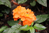 10 ORANGE MARMALADE CROSSANDRA Infundibuliformis Firecracker Flower Houseplant Seeds