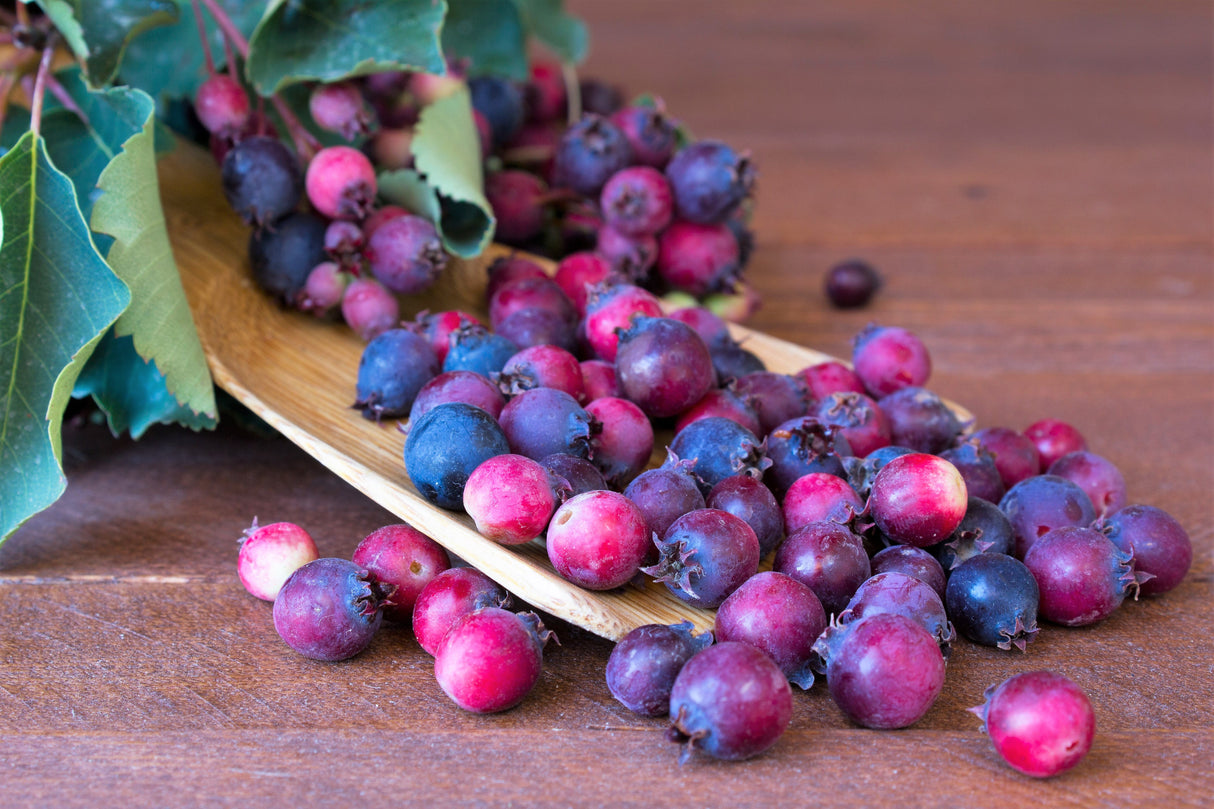 20 SASKATOON SERVICEBERRY aka Western, Pacific, Juneberry, Shadbush Amelanchier Alnifolia Native Edible Purple Berry Fruit White Flower Shrub Seeds
