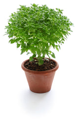 500 DWARF GREEK BASIL Ocimum Basilicum Fragrant Spicy Small Bright Green Leaf Herb Seeds