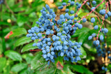 20 OREGON GRAPE Holly Fruit Vine Hollyleaved Barberry Mahonia Aquifolium Seeds
