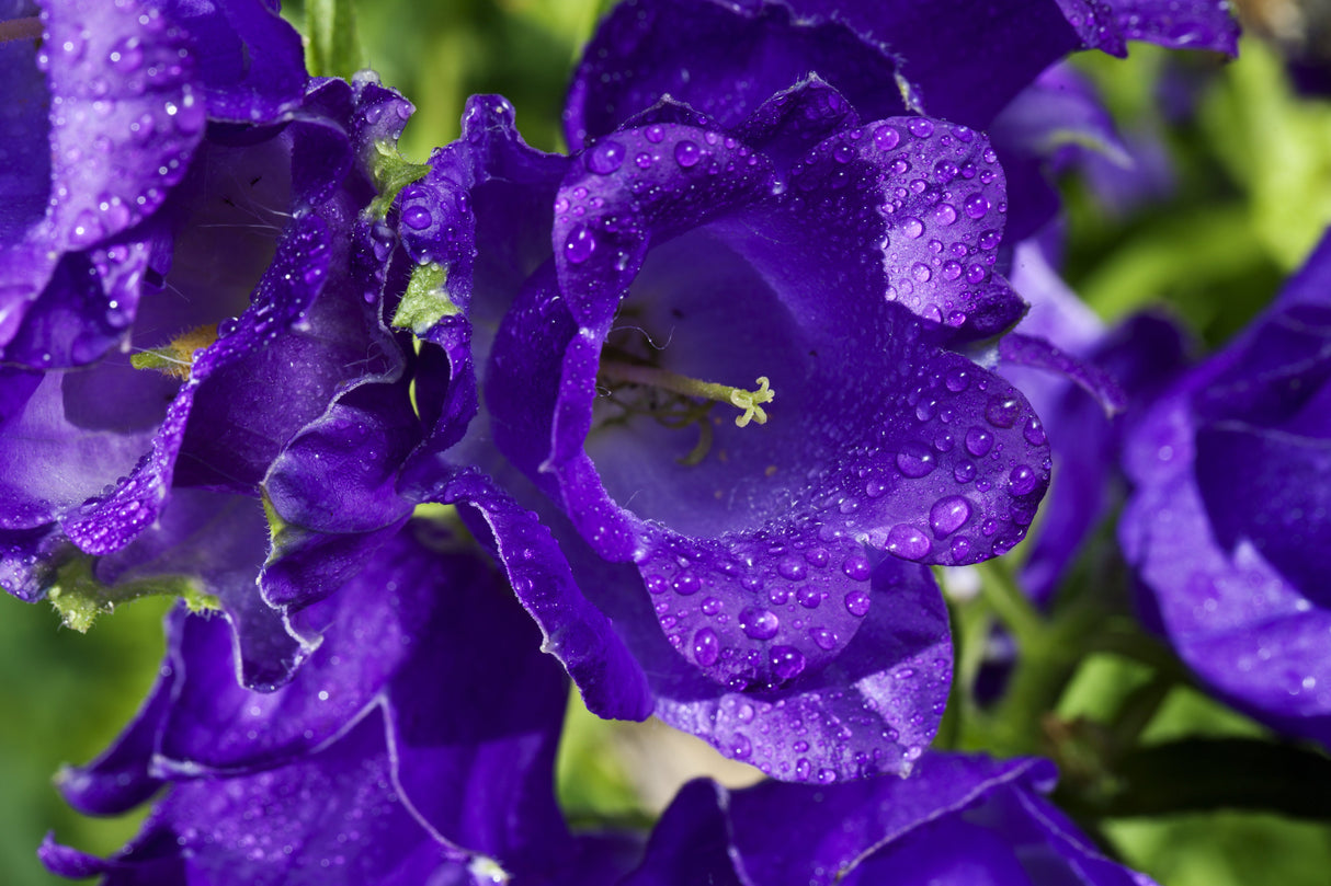 150 Mixed Colors CUP & SAUCER (Canterbury Bells) Campanula Medium Flower Seeds