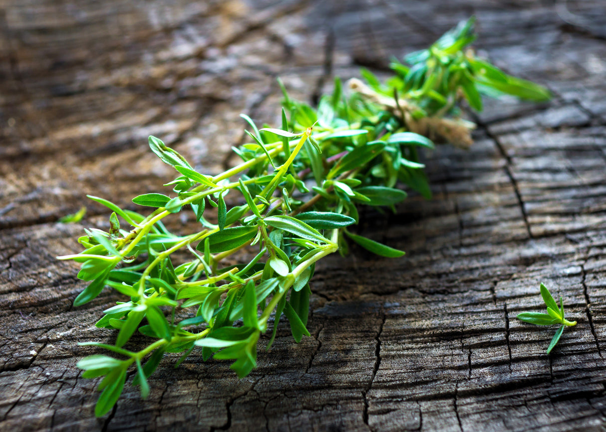 3000 SUMMER SAVORY Satureja Hortensis Herb Purple Flower Seeds