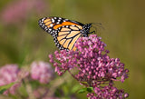 75 RED SWAMP MILKWEED Asclepias Incarnata Flower Seeds