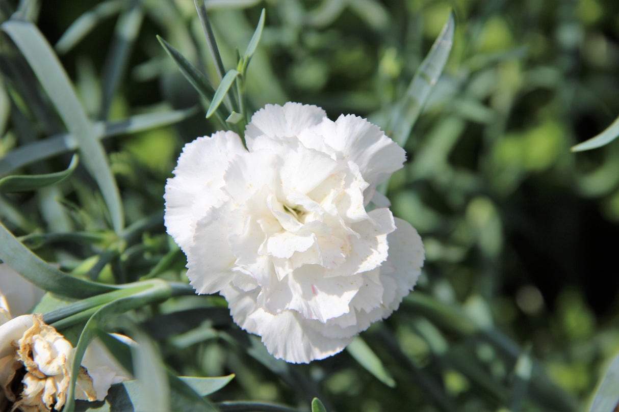 50 WHITE CARNATION Dianthus Caryophyllus Grenadin Flower Seeds