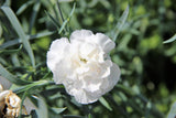 50 WHITE CARNATION Dianthus Caryophyllus Grenadin Flower Seeds