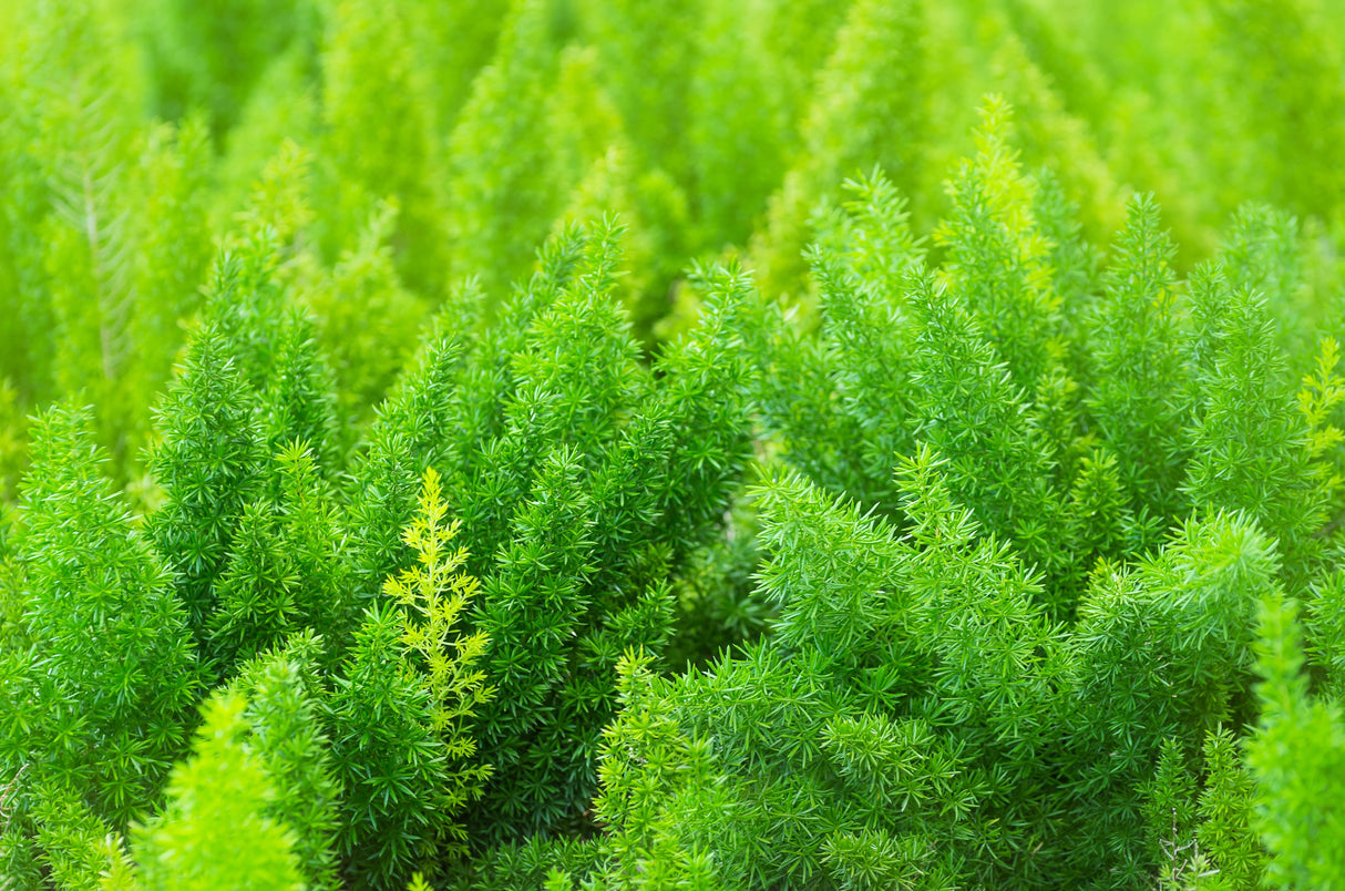 10 EMERALD ASPARAGUS FERN A. Densiflorus Mazeppa Houseplant Flower Seeds