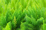 10 EMERALD ASPARAGUS FERN A. Densiflorus Mazeppa Houseplant Flower Seeds