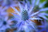 25 BLUE Star SEA HOLLY Eryngium Alpinum Flower Seeds