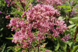 50 Pink JOE PYE WEED Eupatorium Maculatum Flower Seeds