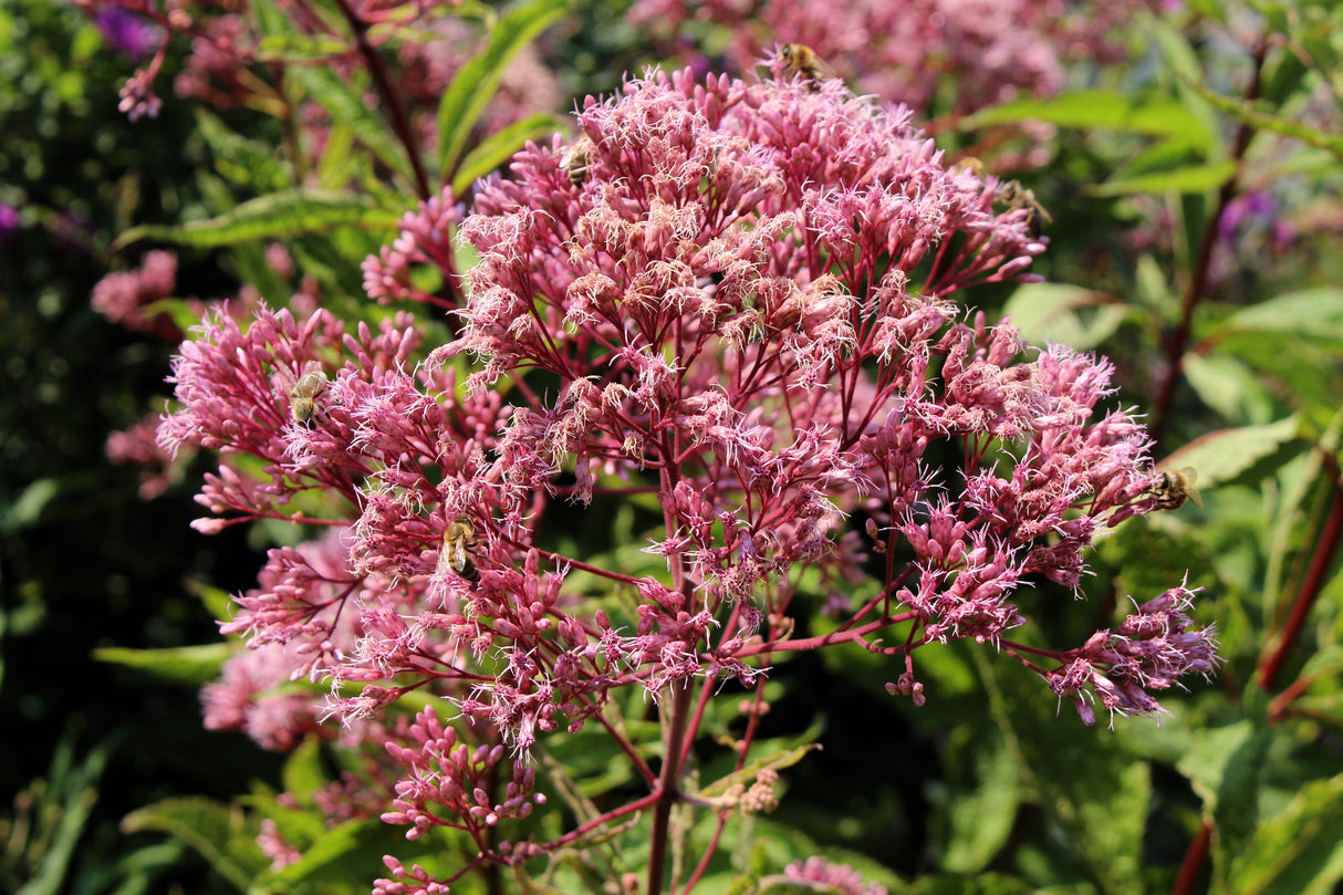 50 Mixed Colors JOE PYE WEED Eupatorium Maculatum Flower Seeds
