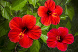 25 MIXED LUNA HIBISCUS Moscheutos Hardy Mixed Colors - Red, Hot Pink, Pink & White Swirl, and White Flower Seeds