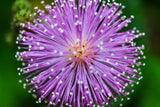 100 MIMOSA Pudica / SENSITIVE PLANT / Touch Me Not Flower Seeds