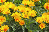 20 JERUSALEM ARTICHOKE Sunchoke Sunroot Helianthus Tuberosus Yellow Sunflower Root Vegetable Seeds