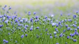 100 BLUE FLAX (Prairie Flax / Lewis Blue Flax) Linum Perenne Lewisii Flower Seeds