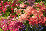 100 Mixed Colors DRUMMOND PHLOX MIX Pink, Red, White, Purple Phlox Drummondii Flower Seeds