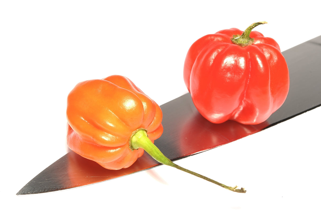 40 Orange SCOTCH BONNET PEPPER very hot Jamaican Capsicum Chinense Vegetable Seeds