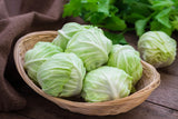 500 COPENHAGEN MARKET Early CABBAGE Heirloom Brassica Oleracea Vegetable Seeds