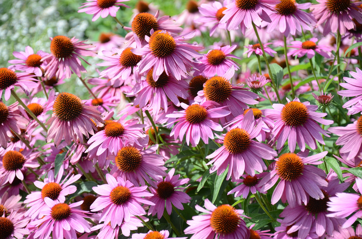 1000 PURPLE CONEFLOWER Echinacea Purpurea Heirloom Flower Herb Seeds