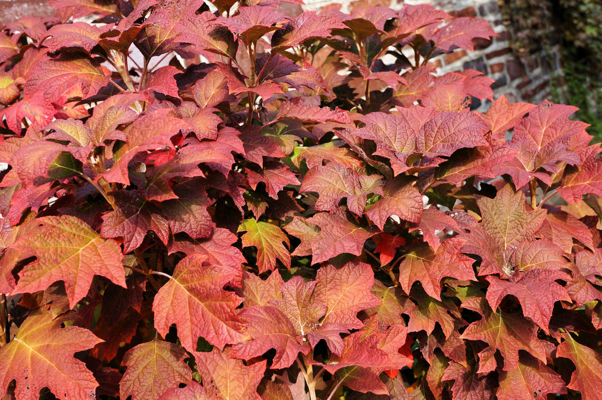 40 White OAK LEAF HYDRANGEA Quercifolia Shrub Flower Seeds