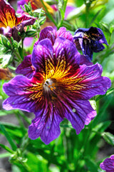200 Mixed Colors PAINTED TONGUE (Velvet Trumpet Flower) Salpiglossis Grandiflora Virgiana Flower Seeds
