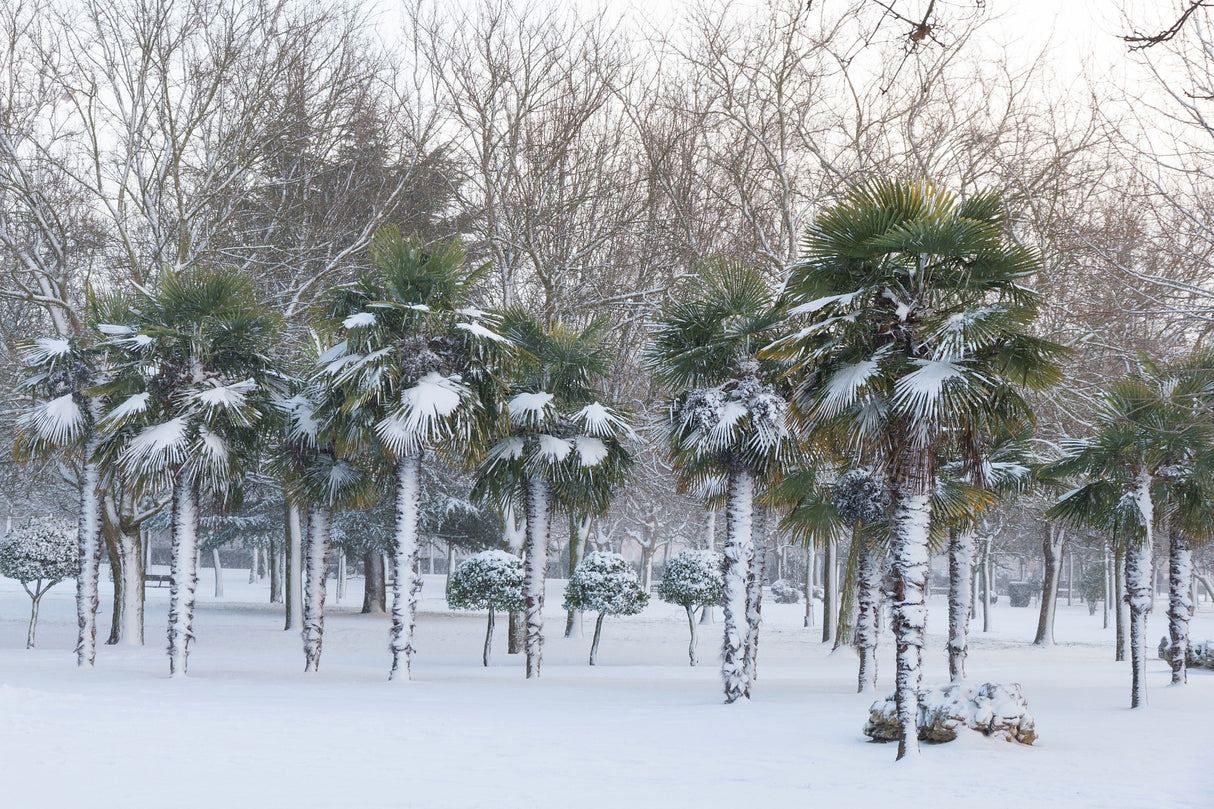 5 COMMON WINDMILL PALM Trachycarpus Fortunei Hardy Chusan Palm Tree Sun Shade Houseplant Seeds