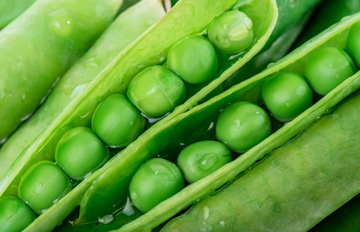 50 GREEN ARROW PEA Heirloom Shelling English Pisum Sativum Vegetable Seeds