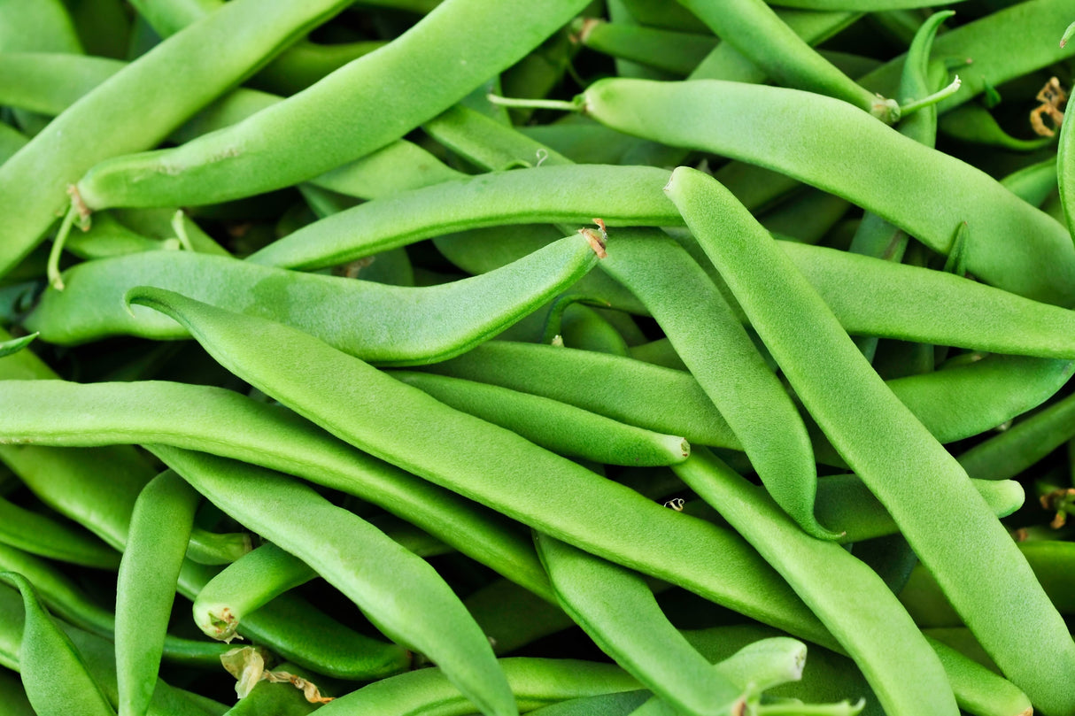 50 ROMA Italian GREEN BEAN Phaseolus Vulgaris Vegetable Seeds