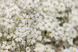 100 WHITE FAIRY PRIMROSE Primula Malacoides Baby Primrose Shade Houseplant Flower Seeds