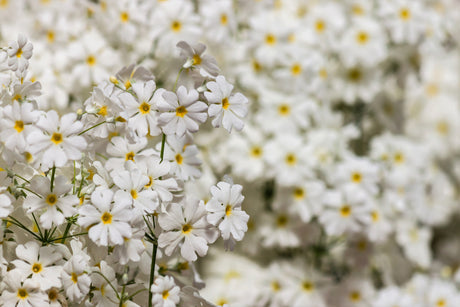 100 WHITE FAIRY PRIMROSE Primula Malacoides Baby Primrose Shade Houseplant Flower Seeds