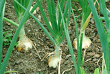 400 Texas EARLY GRANO ONION Large Sweet Yellow Allium Cepa Vegetable Seeds