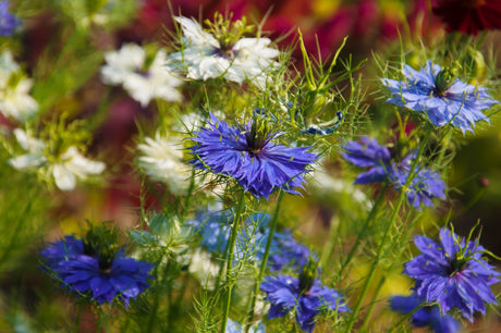 400 Blue & White LOVE IN A MIST Nigella Damascena Fennel Flower Seeds