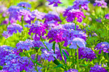 2000 TALL MIX CANDYTUFT Iberis Umbellata Mixed Colors Ground Cover Flower Seeds