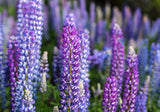 100 PERENNIAL LUPINE Blue Violet Lupinus Perennis Wild Lupine Sundial Purple Native Hummingbird Flower Seeds