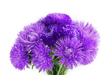 30 VIOLET Purple NEEDLE ASTER Callistephus Chinensis Unicom Flower Seeds
