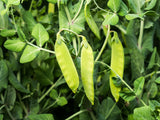 50 Oregon SUGAR POD II Pea Pisum Sativum Macrocarpon Vegetable Seeds