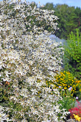 20 SWEET AUTUMN CLEMATIS Paniculata Fragrant White Flower Vine Seeds