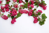 25 RED FLOWERING CURRANT Ribes Sanguineum aka Blood Currant Edible Fruit Blue Black Berries Shrub Seeds