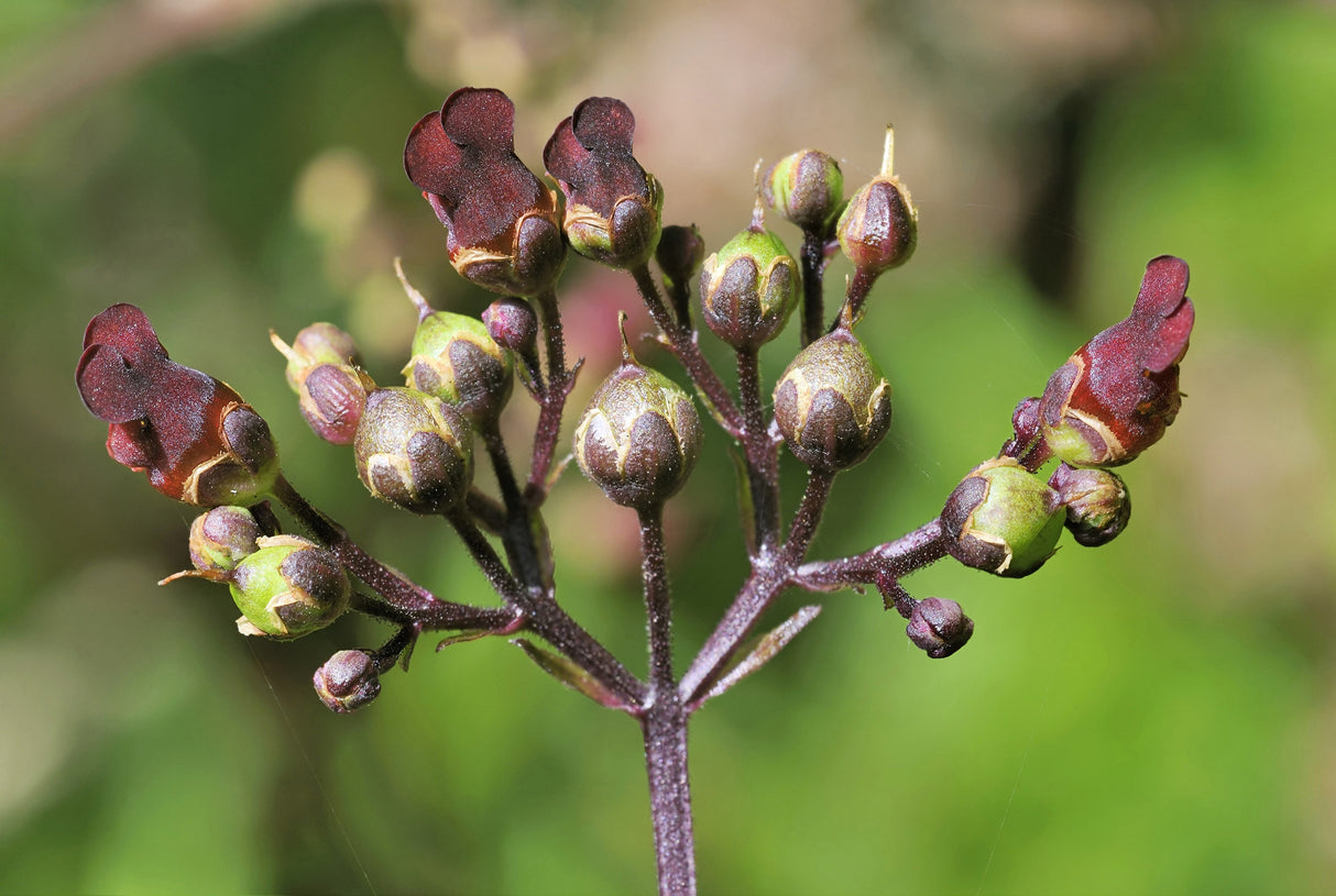1000 EASTERN FIGWORT (Late Figwort / Carpenters Square) Scrophularia Marilandica Flower Seeds