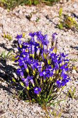 200 FRINGED GENTIAN Gentiana Crinita Gentianopsis Native Herb Blue Purple Flower Seeds