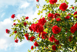 5 RED CLIMBING ROSE Rosa Bush Vine Climber Fragrant Butterfly Flower Seeds