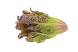 3000 CIMMARON Red ROMAINE LETTUCE Lactuca Sativa Vegetable Seeds