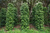 25 BLACK PEPPERCORN Black Pepper Piper Nigrum Spice Vine Seeds