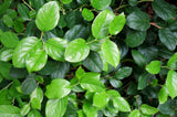 40 SALAL BERRY Gaultheria Shallon Pink White Flowers Blue Fruit Shrub Seeds