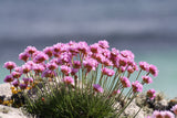 50 SEA THRIFT Armeria Maritima California Sea Pink Cliff Rose Cushion Pink Lavender Native Maritime Flower Seeds