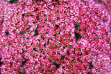 10 EMPEROR'S WAVE SEDUM Red Upright Telephium Succulent Stonecrop Flower Hylotelephium Seeds