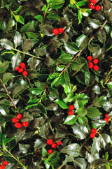 40 AMERICAN HOLLY Ilex Opaca Tree Shrub Evergreen Red Berry Seeds - aka White Holly, Prickly Holly, Christmas Holly, Yule Holly