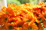 50 Mixed Colors INDIAN CHRYSANTHEMUM Indicum Hardy Mum Double Red Yellow Pink Orange Purple Bicolor Flower Seeds