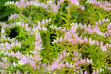 150 MIXED SEDUM Stonecrop Succulent Groundcover Red White Yellow Pink Purple Flower Seeds