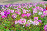 250 MIXED Colors QUEEN CLEOME (Spider Flower) Cleome Hassleriana Cleome Spinosa Flower Seeds
